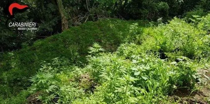 Oltre 600 piante di marijuana sull’Aspromonte, due arresti