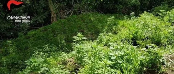 Oltre 600 piante di marijuana sull’Aspromonte, due arresti