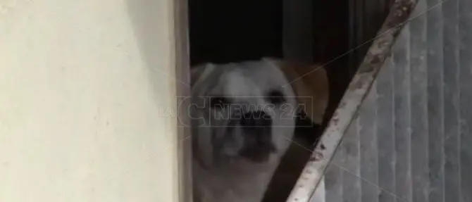 Vibo, convive con 18 cani: i vicini denunciano ma tutto resta com’è