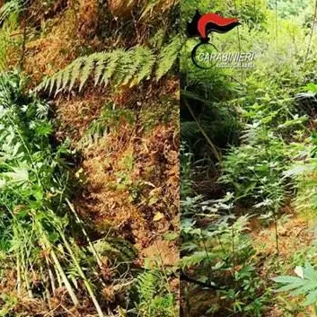 Oltre 250 piante di marijuana rinvenute nel Reggino