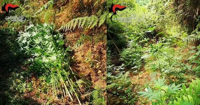 Oltre 250 piante di marijuana rinvenute nel Reggino