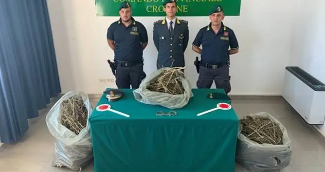 Beccati a confezionare 13 chili di marijuana: due arresti nel Crotonese