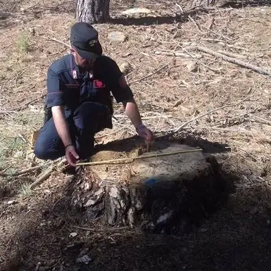 Furto di alberi di castagno in un terreno ad Acri, denunciato imprenditore