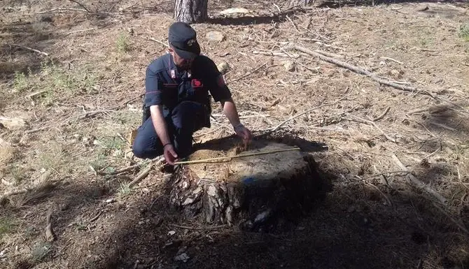 Furto di alberi di castagno in un terreno ad Acri, denunciato imprenditore