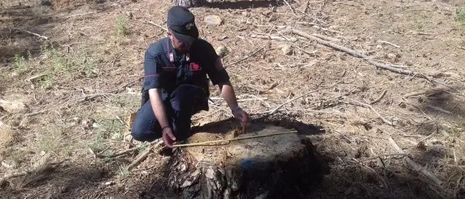 Furto di alberi di castagno in un terreno ad Acri, denunciato imprenditore