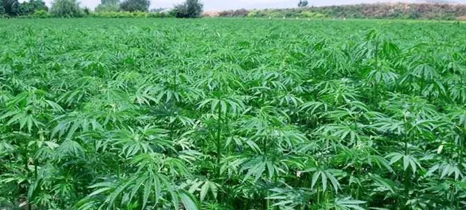 Carcasse di polli per coprire l’odore della canapa, scoperta maxi piantagione