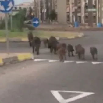 Cinghiali a spasso sul lungomare di Soverato, ecco il video