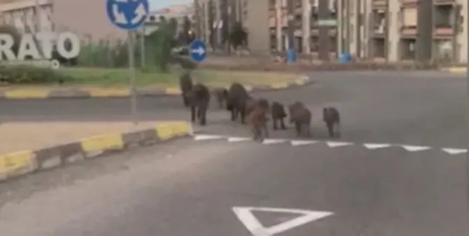 Cinghiali a spasso sul lungomare di Soverato, ecco il video