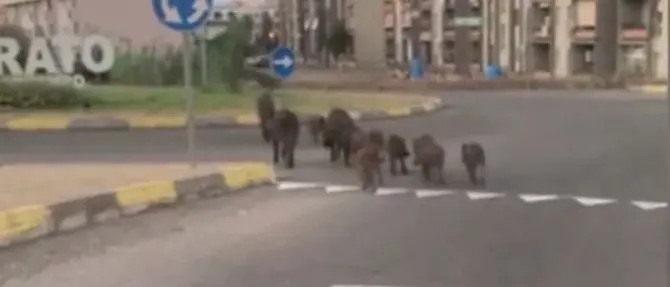 Cinghiali a spasso sul lungomare di Soverato, ecco il video
