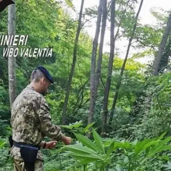 Sorpresi a coltivare marijuana, due arresti nelle Preserre vibonesi