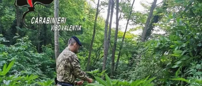 Sorpresi a coltivare marijuana, due arresti nelle Preserre vibonesi