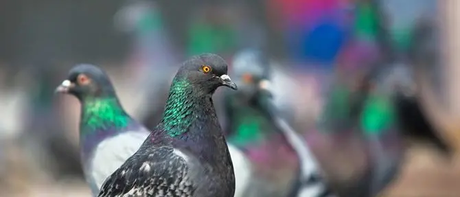Una nuova ordinanza sulla Costa degli dei: stavolta contro… i piccioni