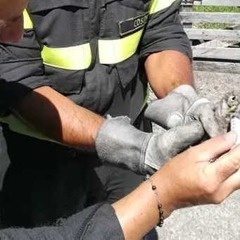 Rapace incastrato tra i cavi elettrici, salvato dai vigili del fuoco