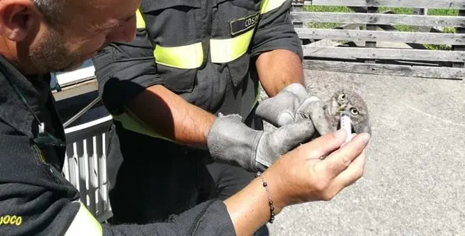 Rapace incastrato tra i cavi elettrici, salvato dai vigili del fuoco