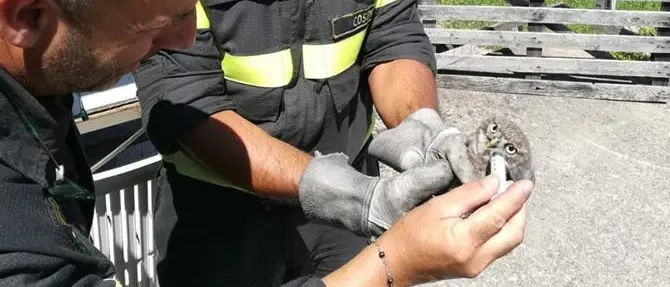Rapace incastrato tra i cavi elettrici, salvato dai vigili del fuoco