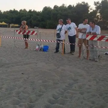 Due nuovi nidi di Caretta caretta in poche ore sulle spiagge di Sibari