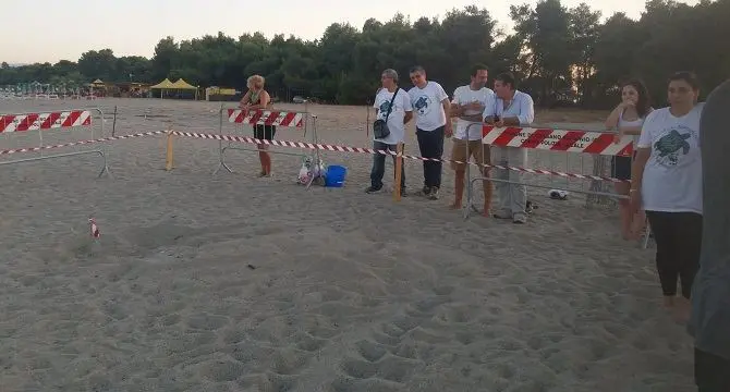 Due nuovi nidi di Caretta caretta in poche ore sulle spiagge di Sibari