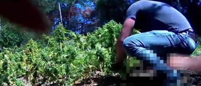 Coltivazione di marijuana nella Locride, arrestati due fratelli