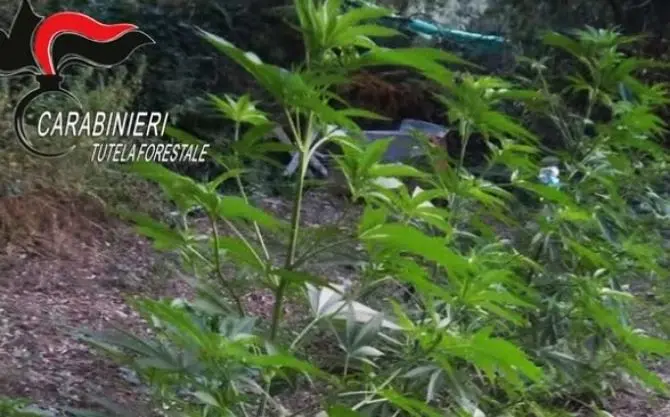 Coltivavano marijuana nelle campagne del Reggino, arrestati due fratelli