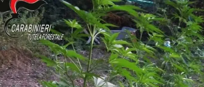 Coltivavano marijuana nelle campagne del Reggino, arrestati due fratelli