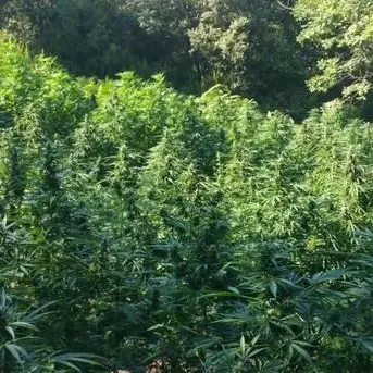 Oltre mille piante di marijuana nelle campagne di Rossano, un arresto