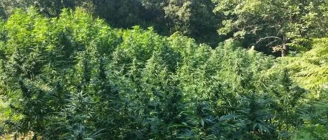 Oltre mille piante di marijuana nelle campagne di Rossano, un arresto