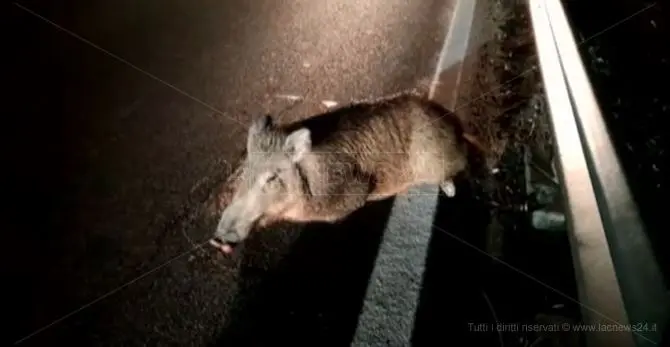 Cinghiale vagante in strada, motociclista in gravi condizioni