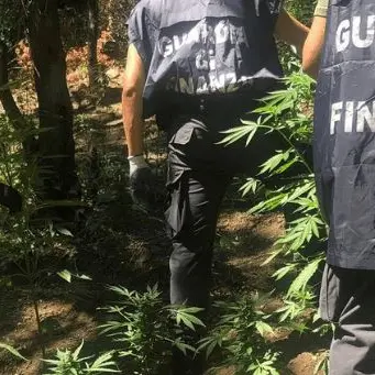 San Luca, l’elicottero della finanza scova 932 piante di marijuana