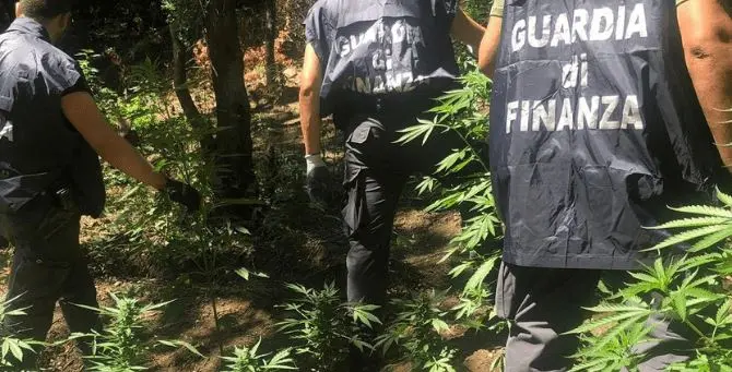 San Luca, l’elicottero della finanza scova 932 piante di marijuana