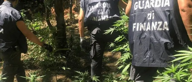 San Luca, l’elicottero della finanza scova 932 piante di marijuana