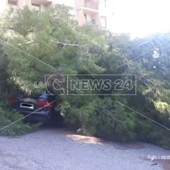 Catanzaro, albero si abbatte su un'auto distruggendola