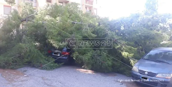 Catanzaro, albero si abbatte su un'auto distruggendola