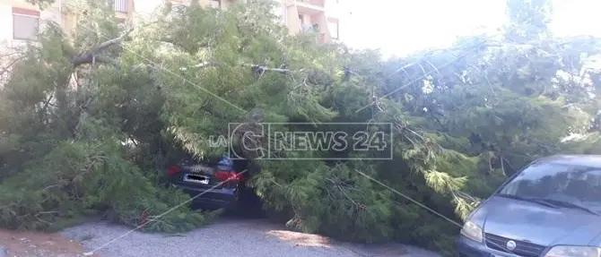 Catanzaro, albero si abbatte su un'auto distruggendola