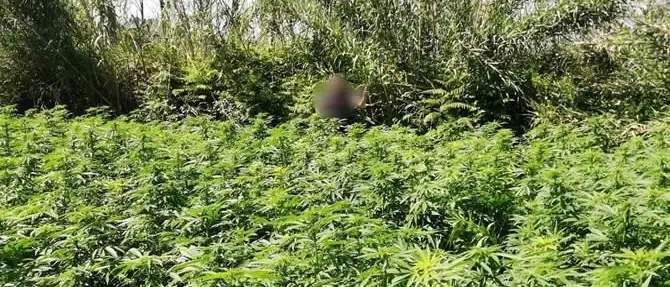 Scoperta piantagione di cannabis nel Parco d’Aspromonte