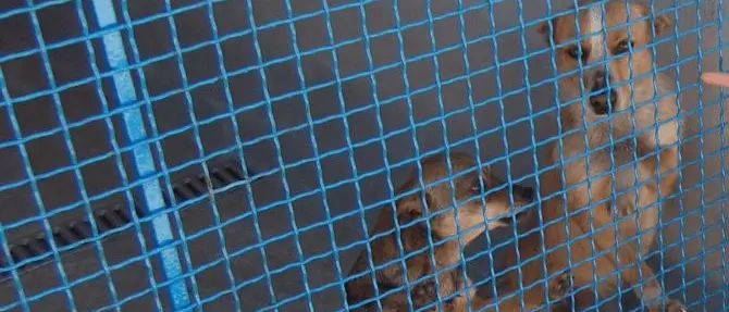 «Adotta un cane e non pagherai le tasse»: l’iniziativa del comune di Rose