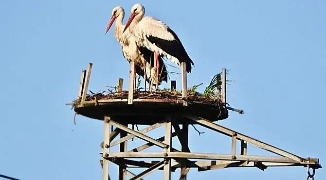 Calabria terra di cicogne, 23 coppie e 69 nuovi nati