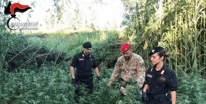 Coltivano marijuana su terreno demaniale, due arresti nel Reggino