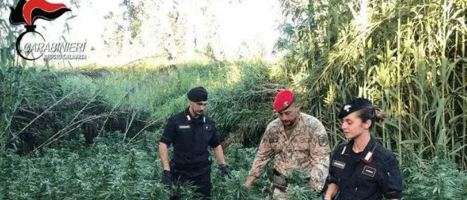 Coltivano marijuana su terreno demaniale, due arresti nel Reggino