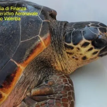 Quasi uccisa dalla plastica, la tartaruga Golia torna in mare