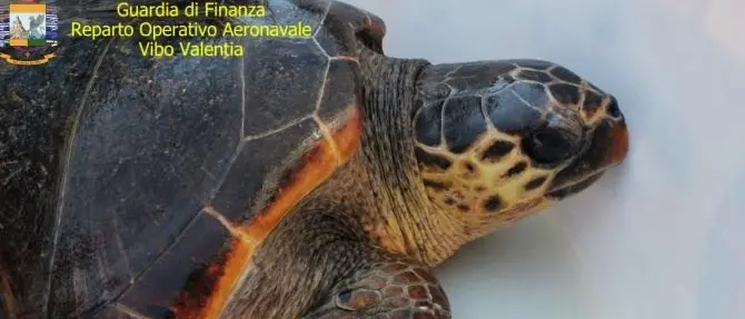 Quasi uccisa dalla plastica, la tartaruga Golia torna in mare
