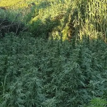 Rosarno, scoperta una nuova piantagione di marijuana