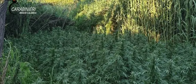 Rosarno, scoperta una nuova piantagione di marijuana