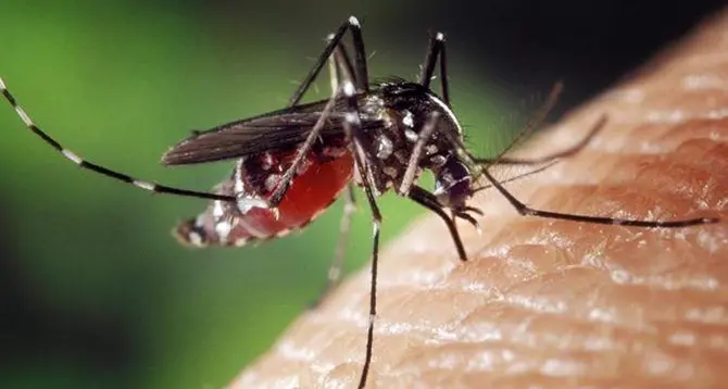 Filippine, scoppia epidemia di febbre dengue trasmessa dalle zanzare. Oltre 600 morti