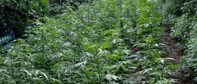 Limbadi, rinvenute oltre mille piante di marijuana tra la vegetazione