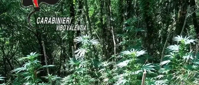 Il fiorente business della marijuana nelle Serre, nuova piantagione scoperta a Fabrizia