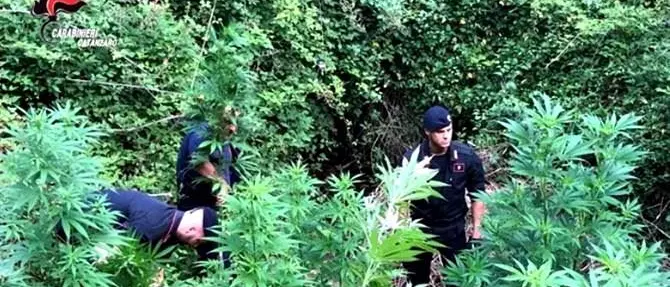 Sambiase, scoperta una piantagione di marijuana. C’era anche fertilizzante