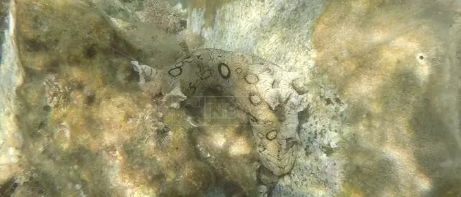 Straordinario incontro nelle acque vibonesi: avvistata una Lepre di mare