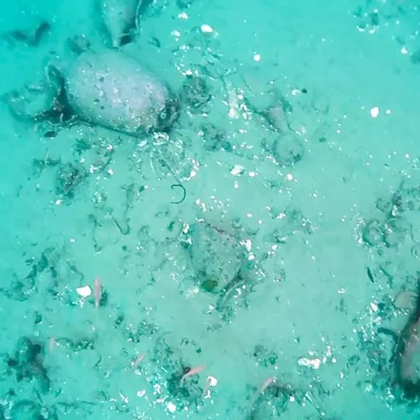 Dai fondali riemergono reperti, straordinaria scoperta a Reggio