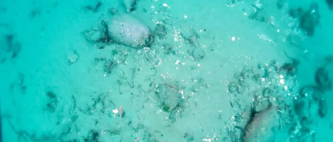 Dai fondali riemergono reperti, straordinaria scoperta a Reggio