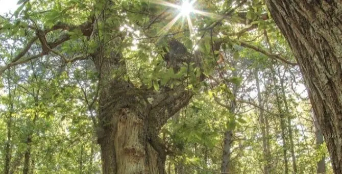 Aspromonte: identità e colori negli scatti in mostra al Castello Aragonese